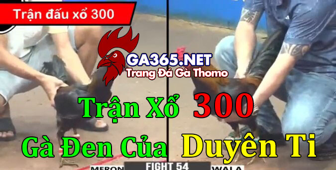 Gà đen xổ 300 của duyên ti