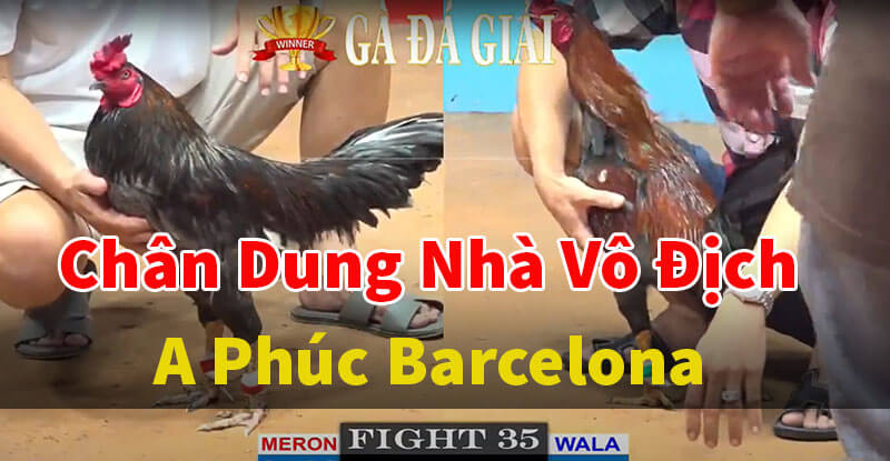 Tổng hợp các trận giải đá gà thomo