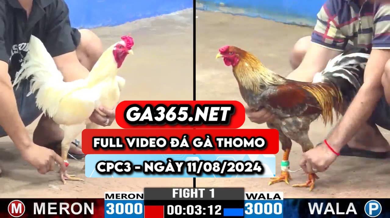 full video đá gà thomo GA365