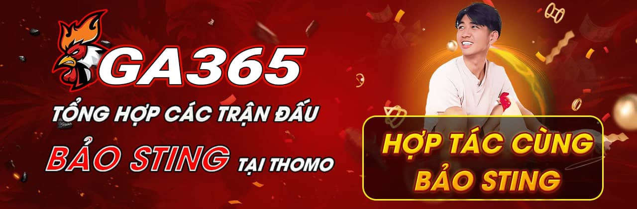 Những Trận Đá Gà Của Bảo Sting