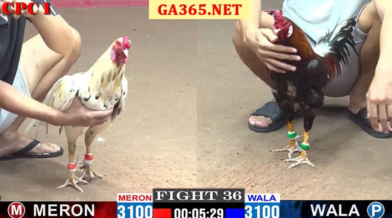 Trận Gà Bảo Sting Xổ 200Tr Hay Nhất