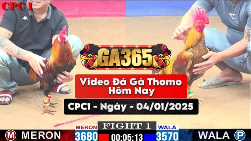 Đá Gà Thomo Hôm Nay Tại Bồ CPC1 Ngày 04/01/2025