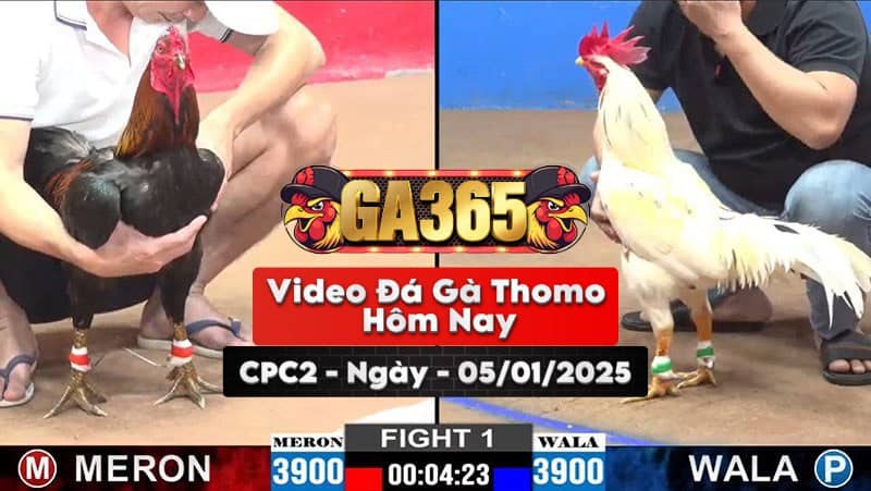 Đá Gà Thomo Hôm Nay Tại Bồ CPC2 Ngày 05/01/2025