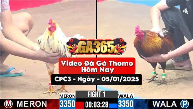 Đá Gà Thomo Hôm Nay Tại Bồ CPC3 Ngày 05/01/2025