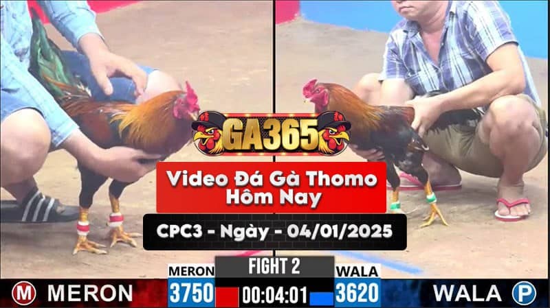 Đá Gà Thomo Hôm Nay Tại Bồ CPC3 Ngày 04/01/2025