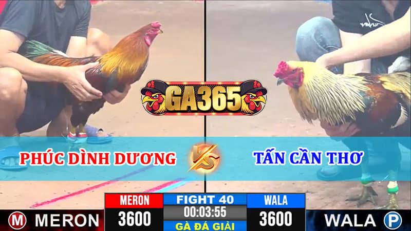 TRẬN 40 CPC3 12/01/2025 PHÚC BÌNH DƯƠNG VS TẤN CẦN THƠ