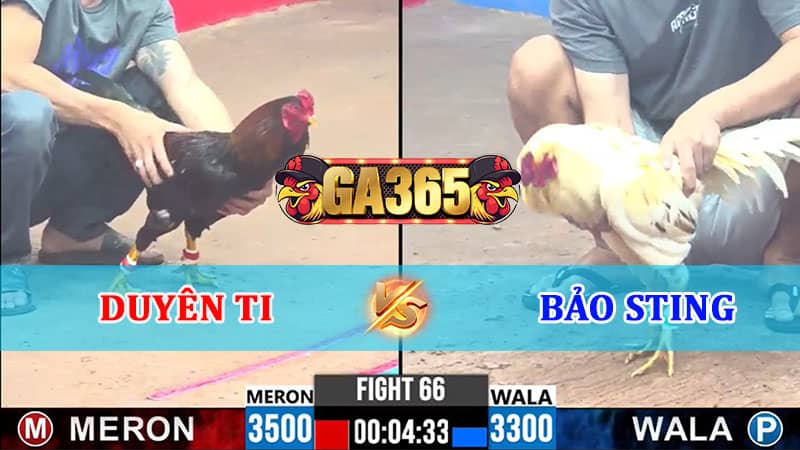 TRẬN 66 CPC3 12/01/2025 DUYÊN TI VS BẢO STING