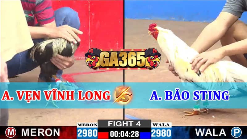 VẸN VĨNH LONG VS BẢO STING