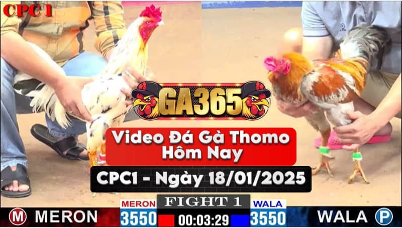 Video Đá Gà Thomo Hôm Nay Tại Bồ CPC1 Ngày 18/01/2025