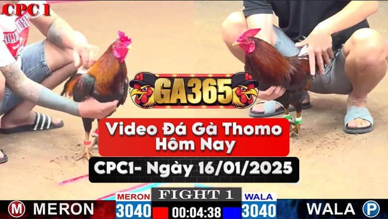 Video Đá Gà Thomo Hôm Nay Tại Bồ CPC1 Ngày 16/01/2025