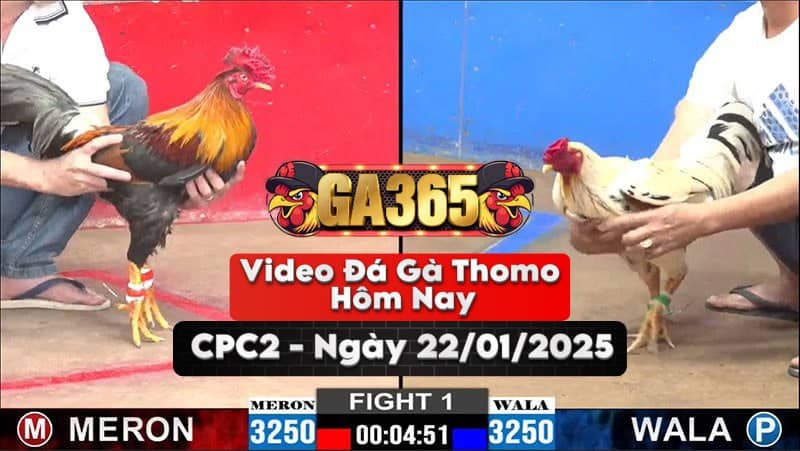 Video Đá Gà Thomo Hôm Nay Tại Bồ CPC2 Ngày 22/01/2025