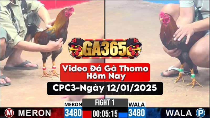 Video Đá Gà Thomo Hôm Nay Tại Bồ CPC3 Ngày 12/01/2025