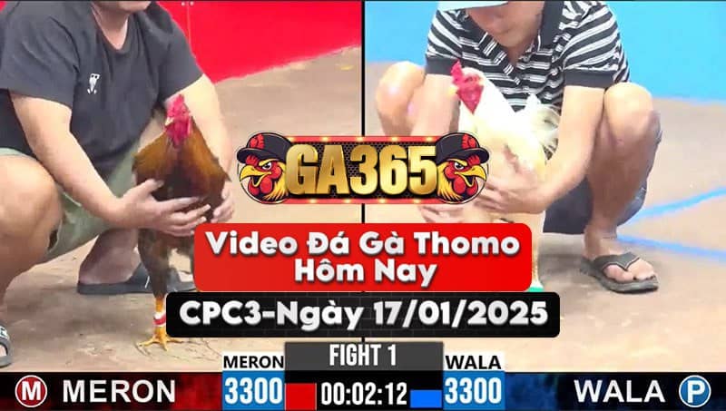 Video Đá Gà Thomo Hôm Nay Tại Bồ CPC3 Ngày 17/01/2025