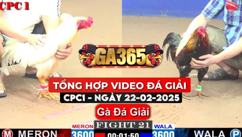 TỔNG HỢP VIDEO GÀ ĐÁ GIẢI CPC1 22/02/2025
