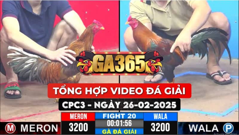 TỔNG HỢP VIDEO GÀ ĐÁ GIẢI CPC3 26/02/2025