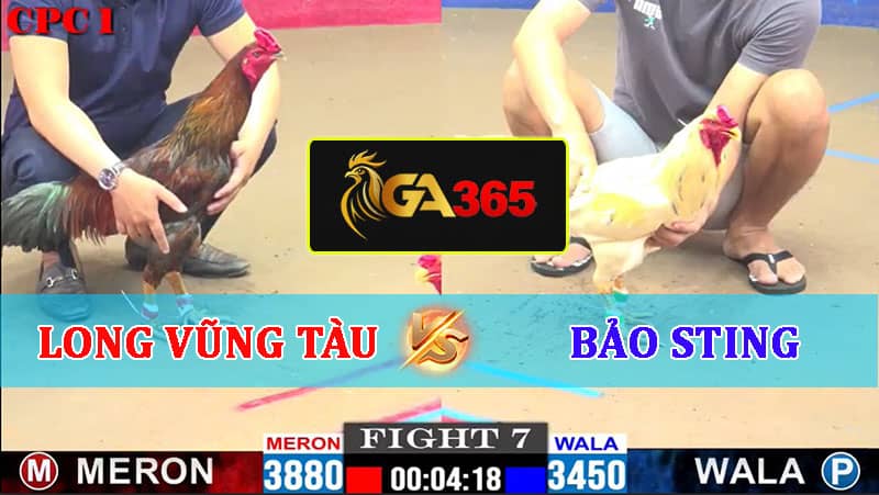 TRẬN 7 CPC1 22/02/2025 LONG VŨNG TÀU VS BẢO STING - GA365