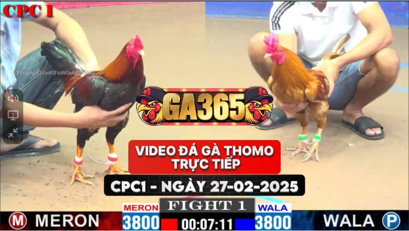 VIDEO ĐÁ GÀ THOMO TRỰC TIẾP CPC1 NGÀY 27-02-2025