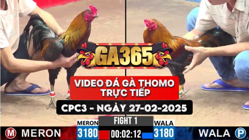 VIDEO ĐÁ GÀ THOMO TRỰC TIẾP CPC3 NGÀY 27-02-2025