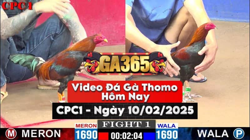 Video Đá Gà Thomo Hôm Nay Tại Bồ CPC1 Ngày 10/02/2025