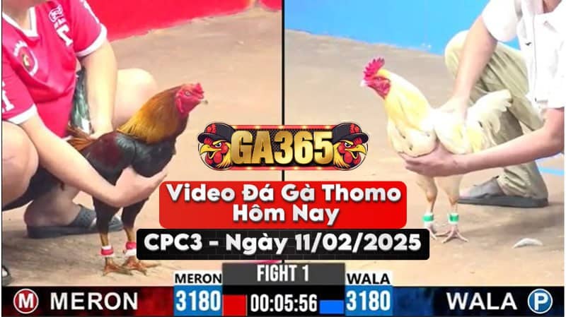 Video Đá Gà Thomo Hôm Nay Tại Bồ CPC3 Ngày 11/02/2025
