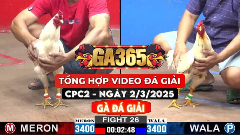 TỔNG HỢP VIDEO GÀ ĐÁ GIẢI TẠI CPC2 2/3/2025