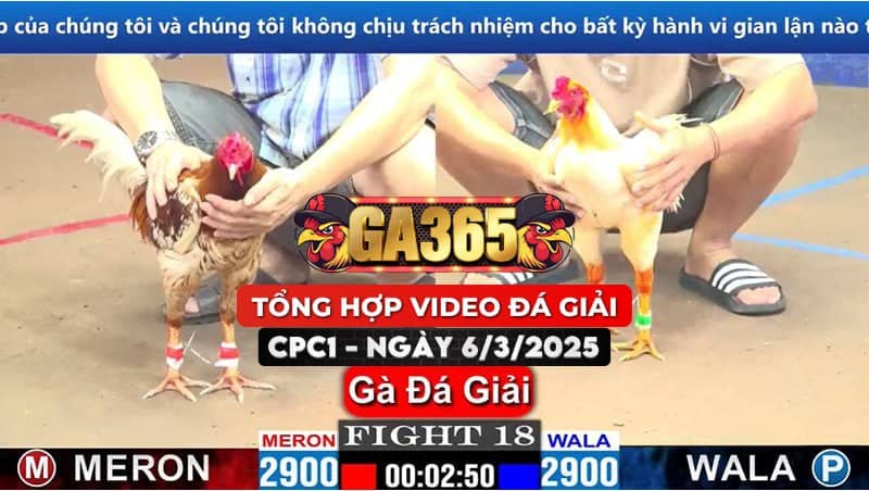 TỔNG HỢP VIDEO GÀ ĐÁ GIẢI CPC1 6/3/2025