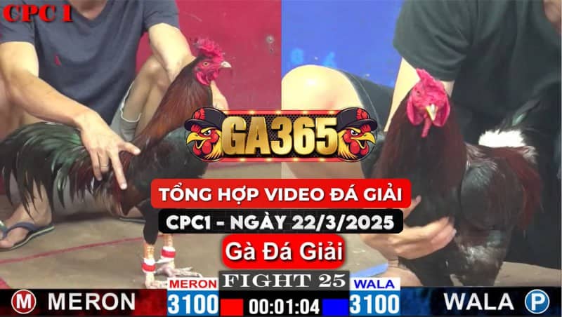 TỔNG HỢP VIDEO GÀ ĐÁ GIẢI TẠI CPC1 NGÀY 22/3/2025