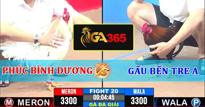 TRẬN 20 CPC3 8/3/2025 PHÚC BÌNH DƯƠNG A VS GẤU BẾN TRE A