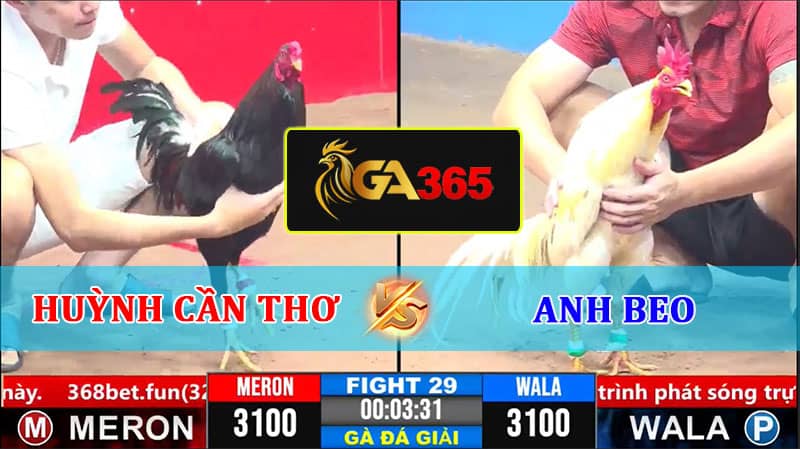 TRẬN 29 CPC3 8/3/2025 HUỲNH CẦN THƠ VS ANH BEO