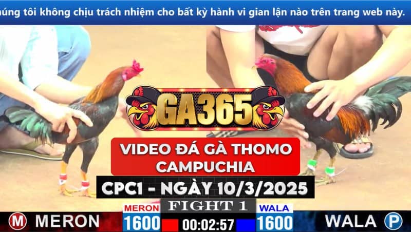 VIDEO ĐÁ GÀ THOMO CAMPUCHIA TẠI CPC1 NGÀY 10/3/2025
