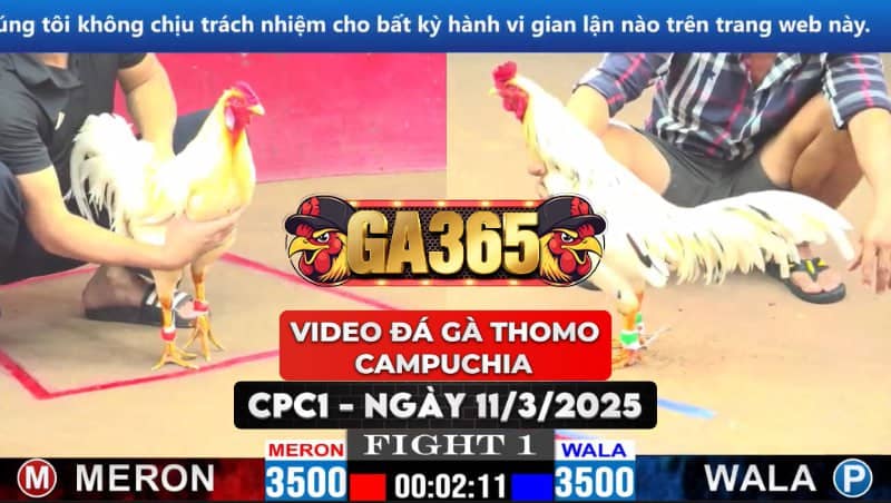 VIDEO ĐÁ GÀ THOMO CAMPUCHIA TẠI CPC1 NGÀY 11/3/2025