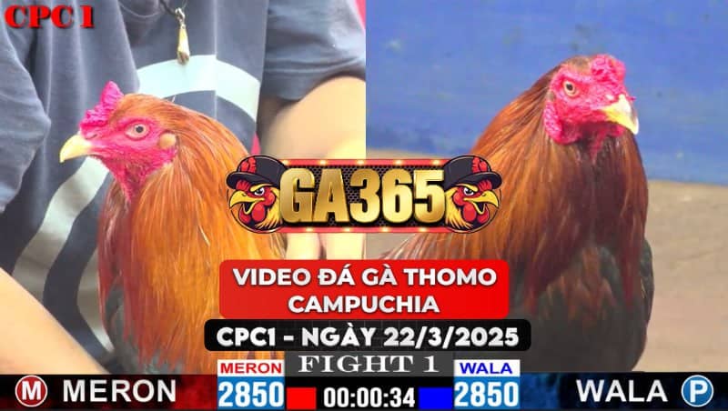 VIDEO ĐÁ GÀ THOMO CAMPUCHIA TẠI CPC1 NGÀY 22/3/2025
