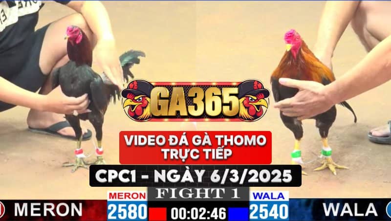VIDEO ĐÁ GÀ THOMO CAMPUCHIA TẠI CPC1 NGÀY 6/3/2025