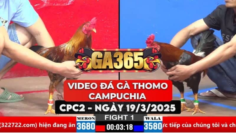 VIDEO ĐÁ GÀ THOMO CAMPUCHIA TẠI CPC2 NGÀY 19/3/2025