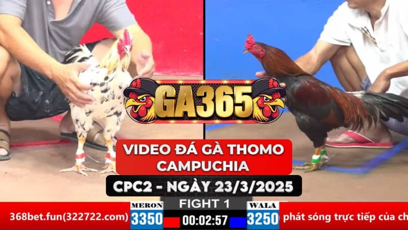 VIDEO ĐÁ GÀ THOMO CAMPUCHIA TẠI CPC2 NGÀY 23/3/2025