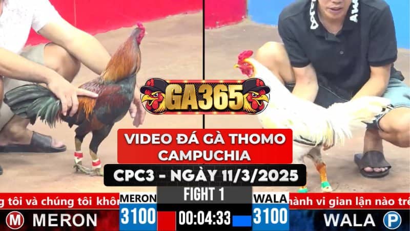 VIDEO ĐÁ GÀ THOMO CAMPUCHIA TẠI CPC3 NGÀY 11/3/2025