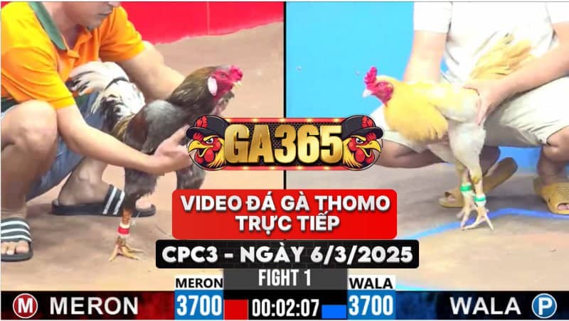 VIDEO ĐÁ GÀ THOMO CAMPUCHIA TẠI CPC3 NGÀY 6/3/2025