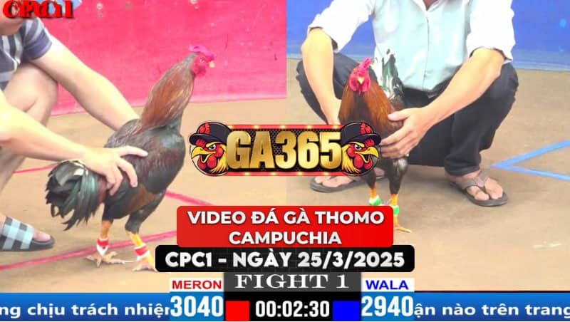 Video Đá Gà Thomo Campuchia Tại CPC1 Ngày 25/3/2025