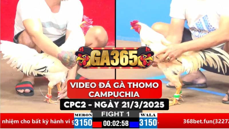 Video Đá Gà Thomo Campuchia Tại CPC2 Ngày 21/3/2025