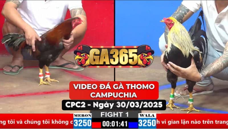 Video Đá Gà Thomo Campuchia Tại CPC2 Ngày 30/3/2025