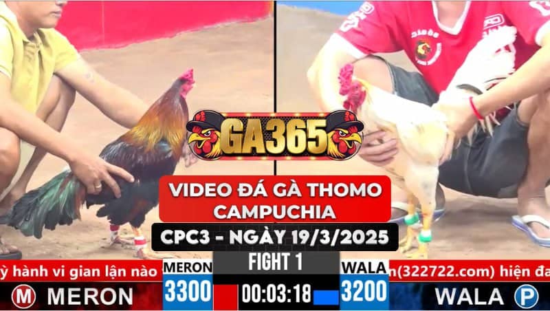 Video Đá Gà Thomo Campuchia Tại CPC3 Ngày 19/3/2025