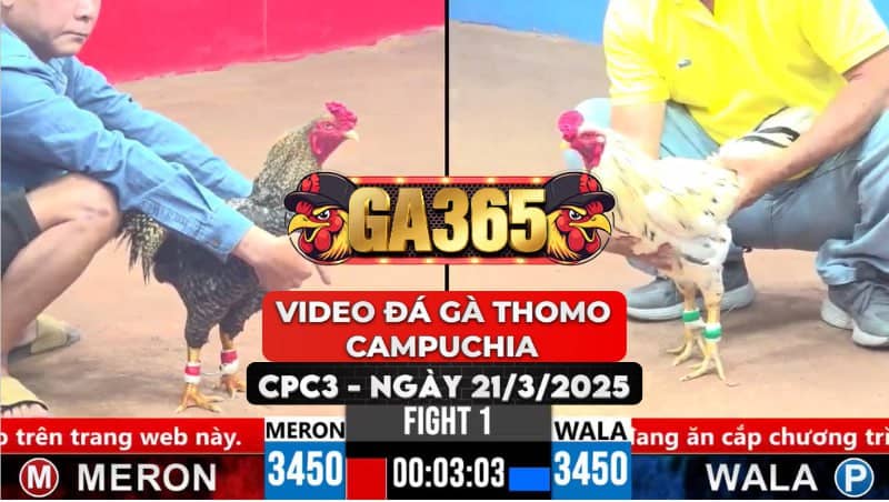 Video Đá Gà Thomo Campuchia Tại CPC3 Ngày 21/3/2025