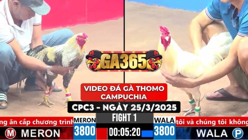 Video Đá Gà Thomo Campuchia Tại CPC3 Ngày 25/3/2025