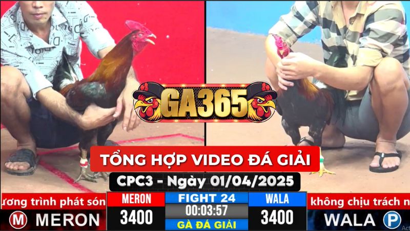 VIDEO GÀ ĐÁ GIẢI TẠI CPC3 1/4/2025