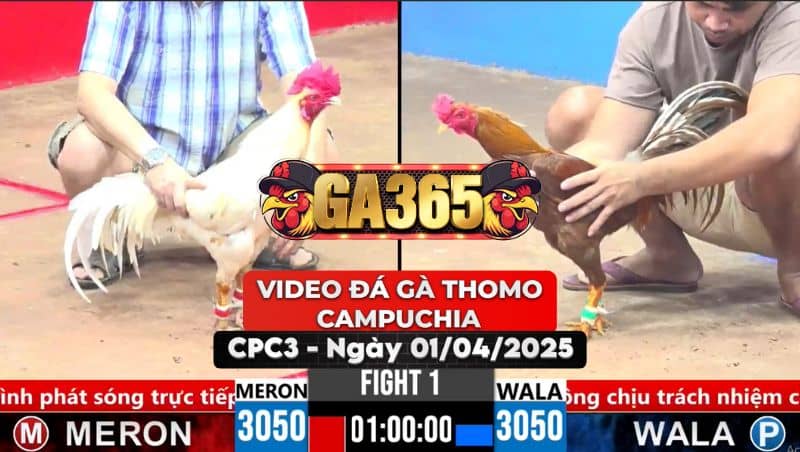 VIDEO ĐÁ GÀ THOMO CAMPUCHIA TẠI CPC3 NGÀY 1/4/2025