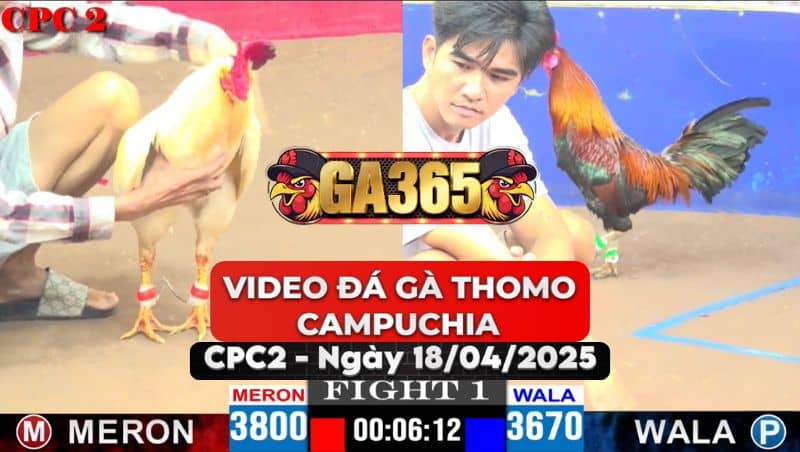 Video Đá Gà THomo CAMPUCHIA Tại CPC2 Ngày 18/4/2025