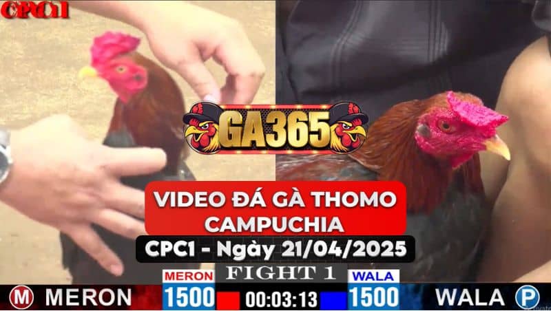 Video Đá Gà Thomo Campuchia Tại CPC1 Ngày 21/4/2025