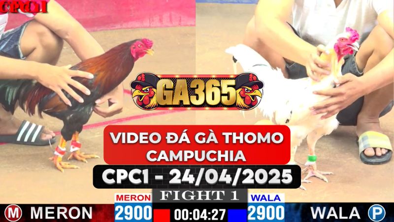 Video Đá Gà Thomo Campuchia Tại CPC1 Ngày 24/4/2025