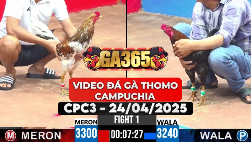 Video Đá Gà Thomo Campuchia Tại CPC3 Ngày 24/4/2025
