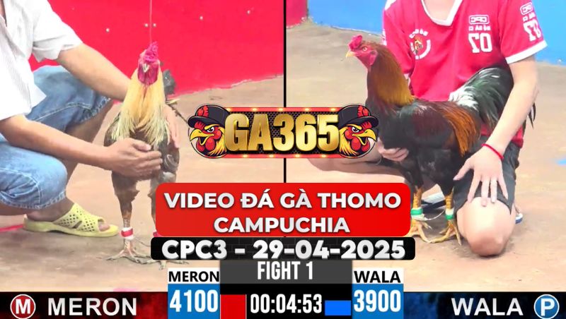 Video Đá Gà Thomo Campuchia Tại CPC3 Ngày 29/4/2025